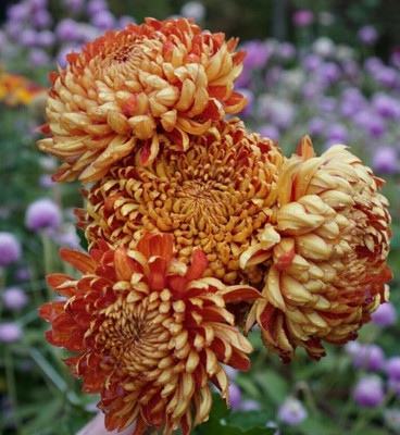 Quentova HEATHER JAMES CHRYSANTHEMUM-1A-KGF Seed(50 per packet)