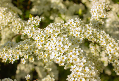 seedex gypsophila flower Seed(25 per packet)