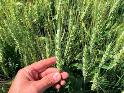 VibeX NDIR-51 - Cat Wheatgrass - (22500 Seeds) Seed(22500 per packet)