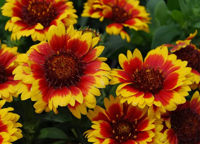 SEEDSSIDE Gaillardia Blanket Flower Seeds Seed(20 per packet)