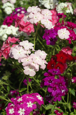 XOLDA Exotic phlox Seed(15 per packet)