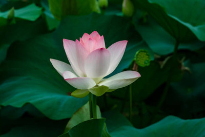 iva lotus,kamal seeds Seed(20 per packet)