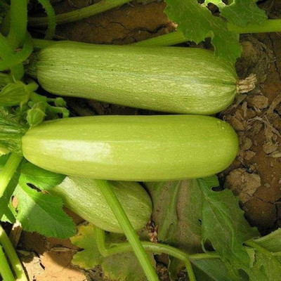 KNESSiN Zucchini Seed(300 per packet)
