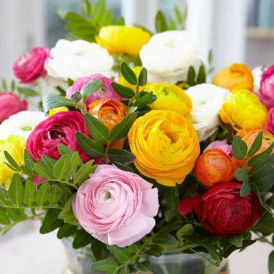 Epazo Ranunculus Flower Seed Winter Flower Seed(6 per packet)