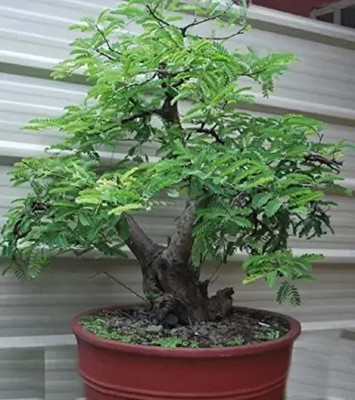 MAA Tamarind, Imli Seed(34 per packet)