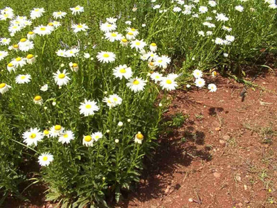 CYBEXIS XL-63 - Alaska Shasta Daisy - (540 Seeds) Seed(540 per packet)