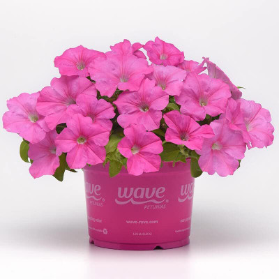 CYBEXIS Petunia Seeds - Wave Pink Seeds Seed(50 per packet)