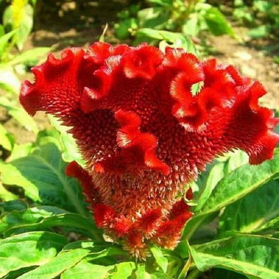 Aywal Cockscomb Seed(30 per packet)