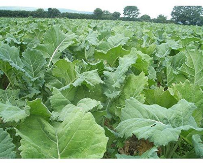 WILLVINE ROX -XII Dwarf Essex Kale Vegetable [50g] Seed(15000 per packet)