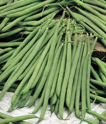 KNESSiN French Bean Seed(400 per packet)
