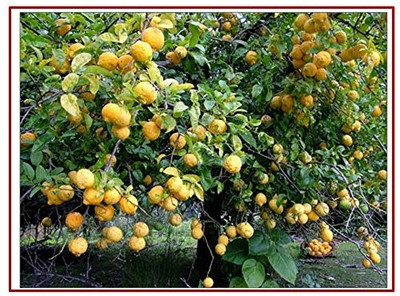 KNESSiN Nimbu Lemon Fruit Indoor Bonsai [50 Seeds] Seed(50 per packet)