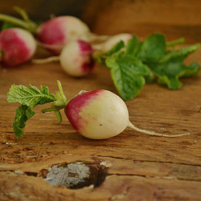 WILLVINE ATS-631 Read Head Radish Seeds Seed(500 per packet)
