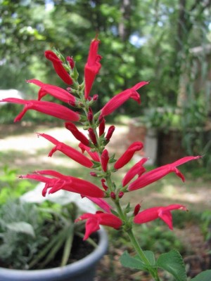 Qualtivate PUA-9A PINEAPPLE SAGE Red Salvia Elegans Seed(100 per packet)