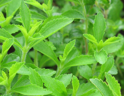 GEZ Organic | Sugarleaf Stevia Herb Plant Seed(30 per packet)
