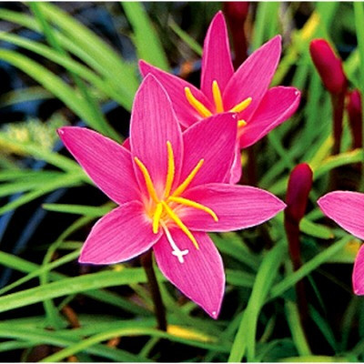 zabbus Rain Lily Zephyranthes Flower Bulbs for Summer Season Pink Seed(10 per packet)