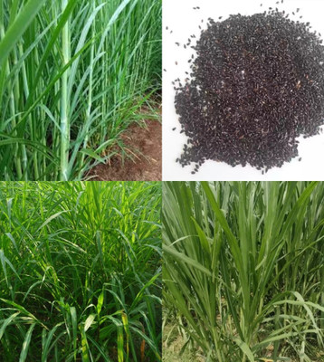 ibains Red napier grass seed beez 531 Seed(531 per packet)