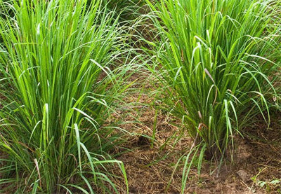 XYGEN Lemon grass/लेमन ग्रास (Cymbopogon citratus) Seed(100 per packet)