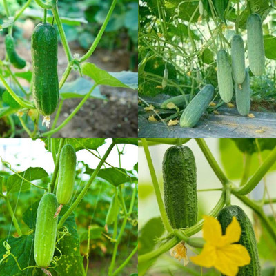 ibains Cucumber seeds for farming Kakari sosa seeds pack of 32 Seed(68 per packet)