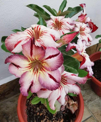 CRGO ADENIUM Seed(70 per packet)