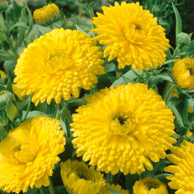 Lippy Yellow Calendula Flower Seed(70 per packet)