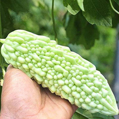 CYBEXIS XLR-23 - White Balsam Pear Bitter Melon - (100 Seeds) Seed(100 per packet)