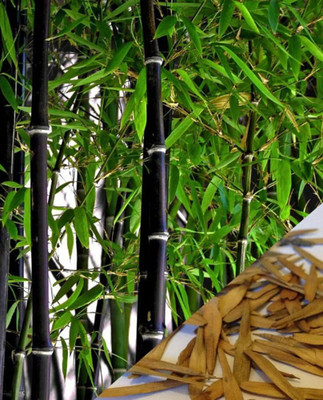 BDSresolve Clumping bamboo seeds for fencing PACK OF 19 Seed(19 per packet)
