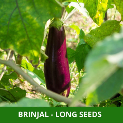 Biosnyg BRINJAL PURPLE LONG For Home Gardening ( Seeds) Seed(2000 per packet)