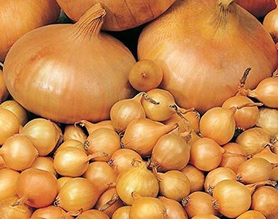 Qualtivate RES-4A Sweet Yellow Onion Seed(500 per packet)