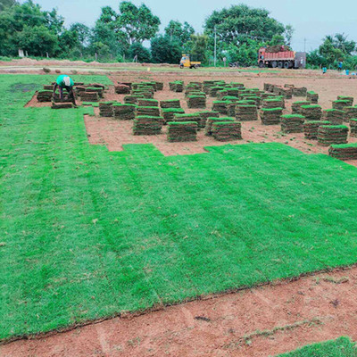 SeeGreen Carpet grass seeds for home garden, lawn grass seeds for home garden Seed Seed(16000 per packet)