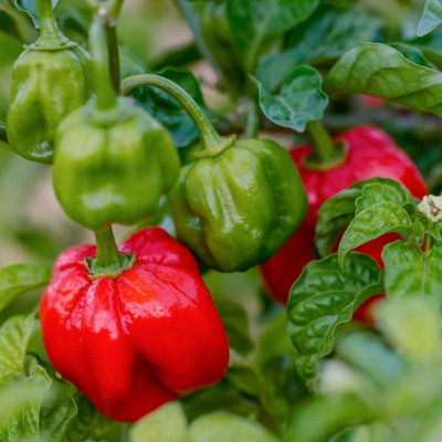Biosnyg High Yield Red Scotch Bonnet Chilli Vegetable Seeds For Gardening-(2000 Seeds) Seed(2000 per packet)