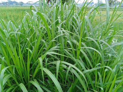 Arshiayat Malai Makhan Grass Seeds, Animal Feed Grass, Green Fodder, grass Seed(400 g)