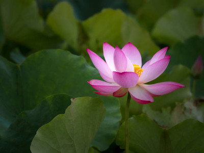 VINSEE lotus,kamal gatta Seed(11 per packet)