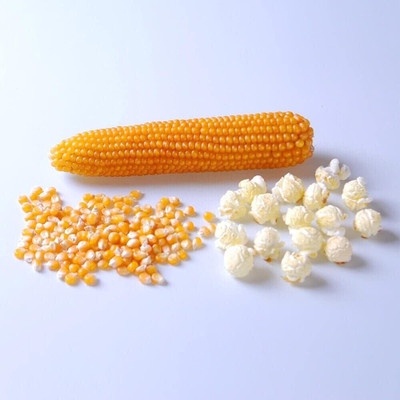WILLVINE HUA -XIII Popcorn Seeds-[500g] Seed(2000 per packet)