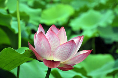 MaliaGarden lotus,kamal seeds Seed(20 per packet)