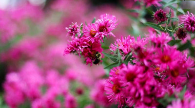 Quentova Chrysanthemum (Single and Semi-Doubles)-5T-GBPUT Seed(50 per packet)