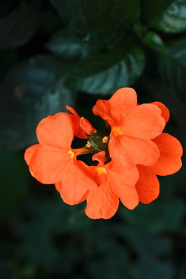 KNESSiN kanakambaram-firecracker-crossandra Seed(31 per packet)