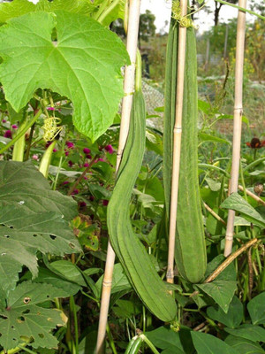 VibeX TLX-7 - Acutangula Angled Ridge Gourd Turai - (100 Seeds) Seed(100 per packet)