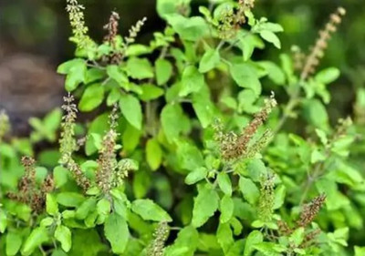 Seed & soil Tulsi Seed,Holy Basil,Tulsi Beej Seed(1000 per packet)