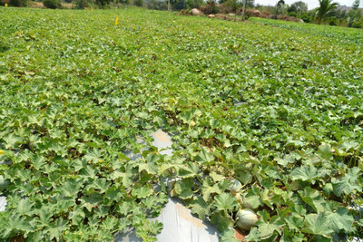 VibeX LX-13 - Muskmelon high yielding variety Arka Siri - (150 Seeds) Seed(150 per packet)
