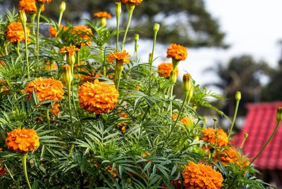XOLDA Exotic mix marigold Seed(15 per packet)