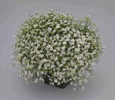 Aywal Gypsophila Gypsy Deep Rose Flower Seed(3 g)