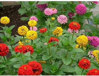 Avysa Zinnia Lilliput Mix Seed(30 per packet)