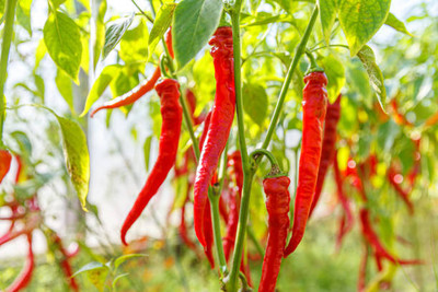 Kodali Hybrid F1 Chilli Seeds Pack Of 76 Seed(76 per packet)