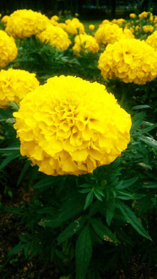 GREENBAAG marigold/gende ka phool flower seeds Seed(75 per packet)
