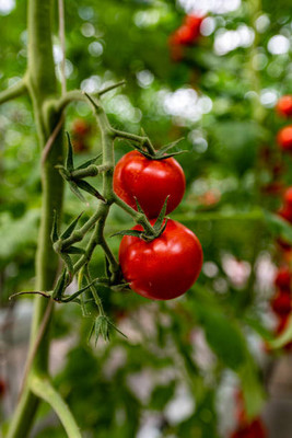 Veg E Wagon tomato Seed(75 per packet)
