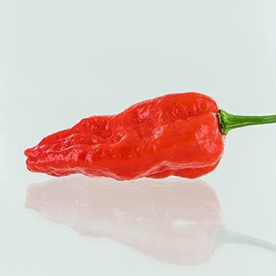 Qualtivate GXL-6AT Hybrid Komodo Dragon Pepper Chilli Seed(300 per packet)
