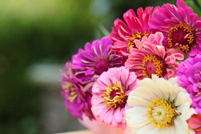 GREENSEA Hybrid Zinnia Flower Seed(39 per packet)