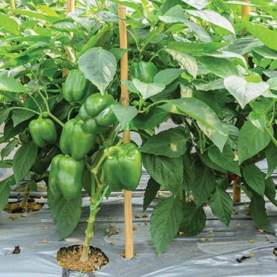 MAA Capsicum Green, Bell Pepper Seed(58 per packet)