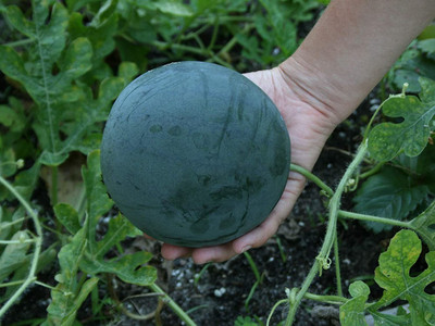 VibeX XLR-40 - Fruit Watermelon Sugar Baby Green-Red - (150 Seeds) Seed(150 per packet)