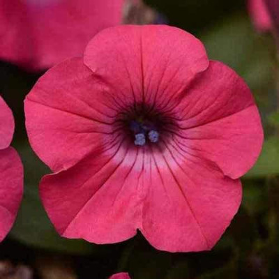 CYBEXIS TLX-58 - Spreading Tidal Wave Pink Hot Petunia Flower - (180 Seeds) Seed(180 per packet)
